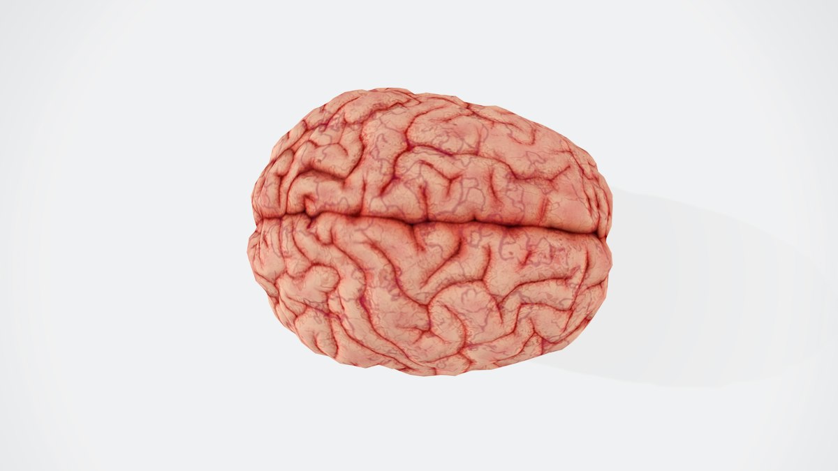 Close up of a model of the human brain on a white background